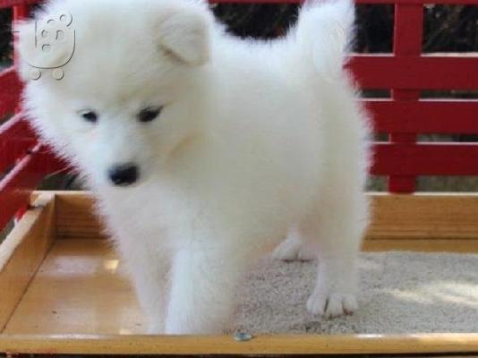 Όμορφα υγιή Samoyed κουτάβια